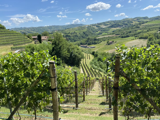 Rebberge im Sommer